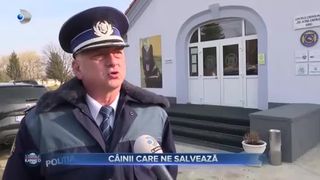 Cainii care ne salveaza