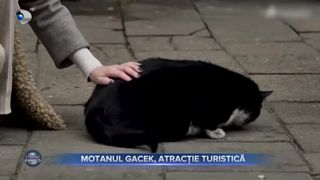 Motanul Gacek, atractie turistica