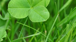 Mărțișor 2023. Ce semnifică coșarul, potcoava, trifoiul sau ghiocelul?