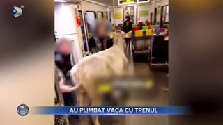 Au plimbat vaca cu trenul