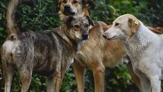 O femeie din Galați a fost atacată de câinii fără stăpân din oraș. ”Am auzit nişte ţipete şi atâta. M-am dus, am făcut şi eu ce am putut să fac''