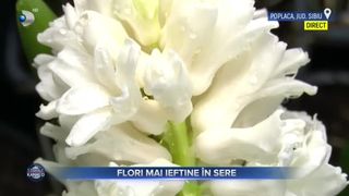 Flori mai ieftine &icirc;n sere