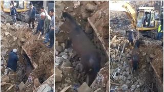 Miracolele se țin lanț în Turcia. După 21 de zile de la cutremure, un cal a fost scos în viață de sub dărâmături