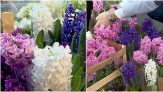 VIDEO - Zambila se află în topul florilor din luna martie