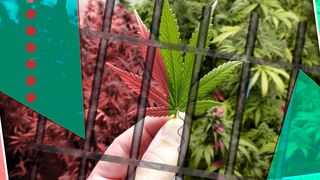 Legea ce pedepsește cu închisoarea cultivarea, deţinerea, vânzarea drogurilor de risc, promulgată