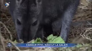 Cangur pitic, născut la Galați