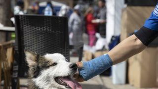 Un c&acirc;ine huski a fost salvat de sub dăr&acirc;mături, la 23 de zile de la cutremurul din Turcia și Siria