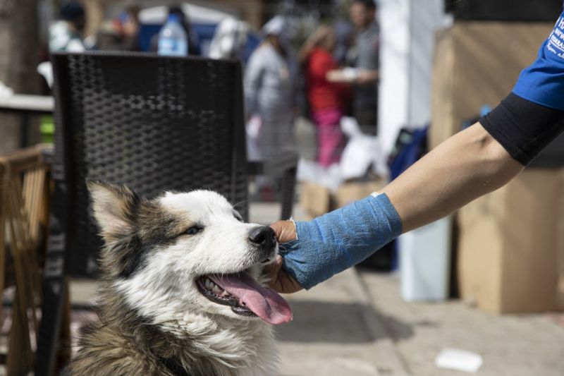 Un câine huski a fost salvat de sub dărâmături, la 23 de zile de la cutremurul din Turcia și Siria