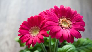 Este 8 martie 2023 zi liberă?