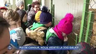 Pui de cangur, noua vedetă la Zoo Galați