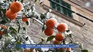 Ninsori abundente &icirc;n Mallorca