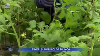 Tineri și dornici de muncă