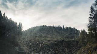 Mari companii austriece taie lemn din pădurile din Rom&acirc;nia, &icirc;n mod ilegal