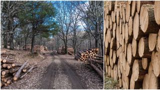 EXCLUSIV: Mari companii austriece taie lemn din pădurile din România, în mod ilegal/ Romsilva: ”În pădurile de stat, s-a înregistrat anul trecut un volum al tăierilor ilegale de 41.631 metri cubi”