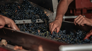 Cum se face vinul de casa si cum il pastram pe termen lung