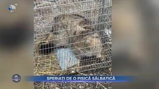 Speriați de o pisică sălbatică