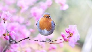 8 martie vine cu temperaturi ridicate de p&acirc;nă la 20 de grade celsius.