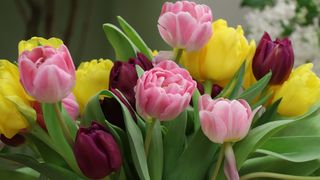 EXCLUSIV: Cum va fi vremea pe 8 martie - Temperaturi ridicate de până la 20 de grade/ ” Vom avea maxime, în general între 10 și 18 grade și minime între 2 și 8 grade”