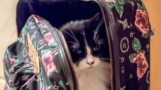 Pisică descoperită într-un bagaj, în aeroport. Reacția proprietarului e de-a dreptul șocantă
