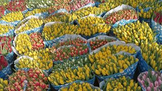 VIDEO- Afacerile din Piața de Flori din Capitală - stricate de perchezițiile polițiștilor