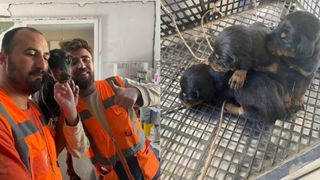 VIDEO- O cățelușă a născut sub dărâmături, în Turcia, la 28 de zile după cutremurul devastator 