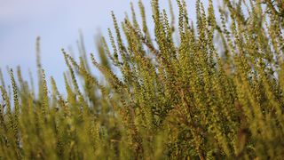 C&acirc;nd &icirc;ncepe sezonul ambroziei.  Două sfaturi pentru cei care au alergie la această plantă