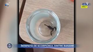 &Icirc;nțepată de scorpionul dintre banane