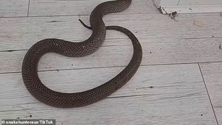 Un tată și-a salvat fiica de un șarpe veninos: „Mai bine eu decât ea, asta e sigur”