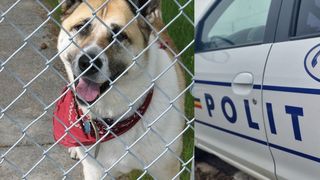 O minoră, de zece ani, a fost mușcată de un maidanez. Copila a ajuns de urgență la spital