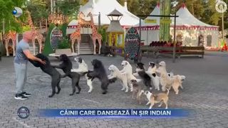 C&acirc;inii care dansează &icirc;n șir indian