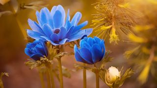 Pe ce dată pică Floriile 2023. Tradiții pentru duminica de dinaintea Paștelui