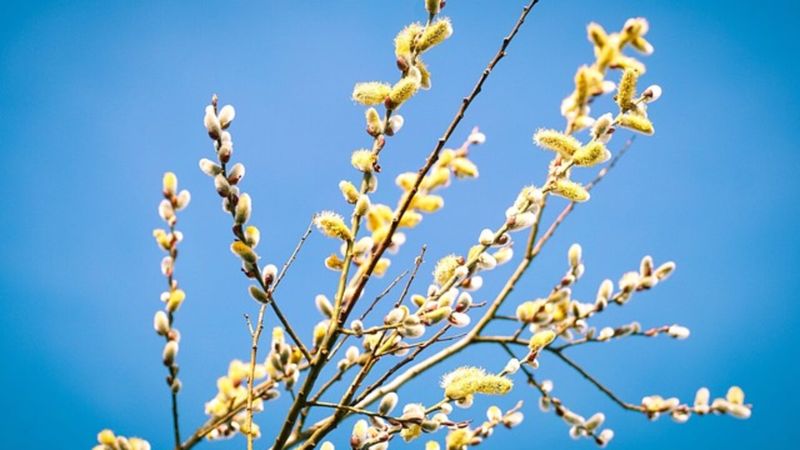 Pe ce dată pică Floriile 2023. Tradiții pentru duminica de dinaintea Paștelui