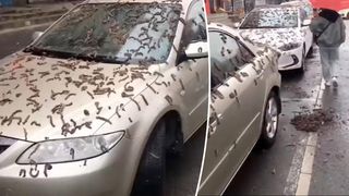 VIDEO. O ploaie cu viermi uriași a creat panică pe o stradă aglomerată