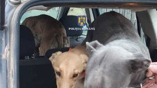 Caz de braconaj la Giurgiu: aceștia au fost prinși în timp ce transportau iepuri de câmp prinşi cu ajutorul unor ogari