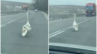 VIDEO: Imagini incredibile &icirc;n trafic. O lebădă, surprinsă pe o șosea din Rom&acirc;nia