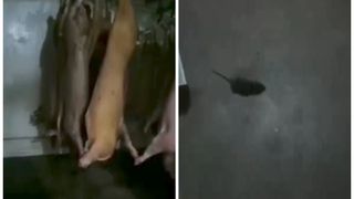 VIDEO: Imagini șocante filmate într-un abator. Șoareci morți pe podea și o pisică care mânâncă din carnea expusă