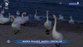 Marea Neagră, marea lebedelor