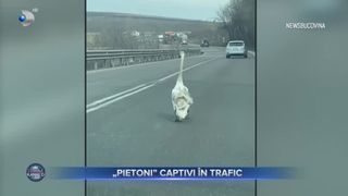 Pietoni captivi &icirc;n trafic