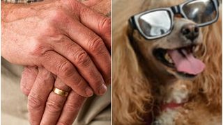 Un bărbat a cumpărat doi pui de câine, însă când a mers cu ei la veterinar a avut o surpriză. Ce erau animalele, în realitate