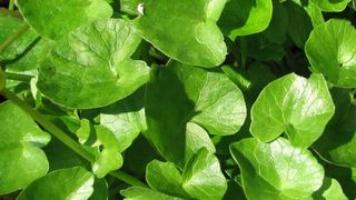 Untișorul. Ce este și cum se mănâncă această plantă