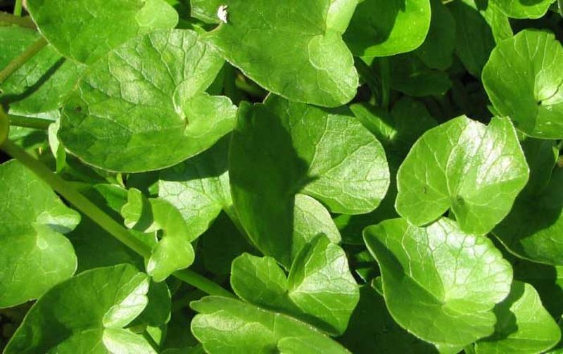 Untișorul. Ce este și cum se mănâncă această plantă