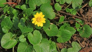 Untișorul. Ce este și cum se măn&acirc;ncă această plantă