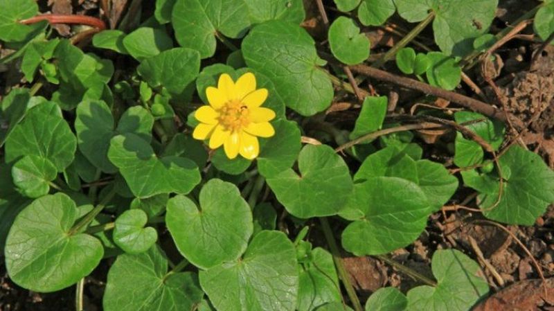 Untișorul. Ce este și cum se mănâncă această plantă