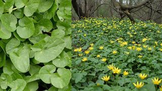 Untișorul. Ce este și cum se măn&acirc;ncă această plantă