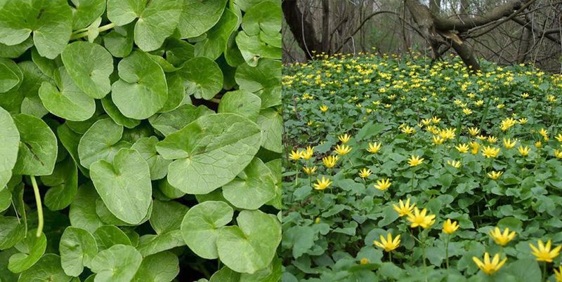 Untișorul. Ce este și cum se mănâncă această plantă