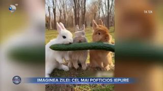 VIDEO- Imaginea zilei: cel mai pofticioș iepure