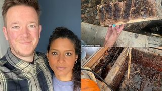 VIDEO: Incredibil ce a putut acest cuplu să găsească în pereții casei! „Locuiam pe un imens stup”