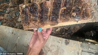 Incredibil ce a putut acest cuplu să găsească în pereții casei! „Locuiam pe un imens stup”