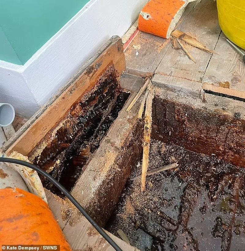 Incredibil ce a putut acest cuplu să găsească în pereții casei! „Locuiam pe un imens stup”