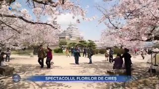 VIDEO- Cireșii înfloriți din Japonia, prilej de sărbătoare